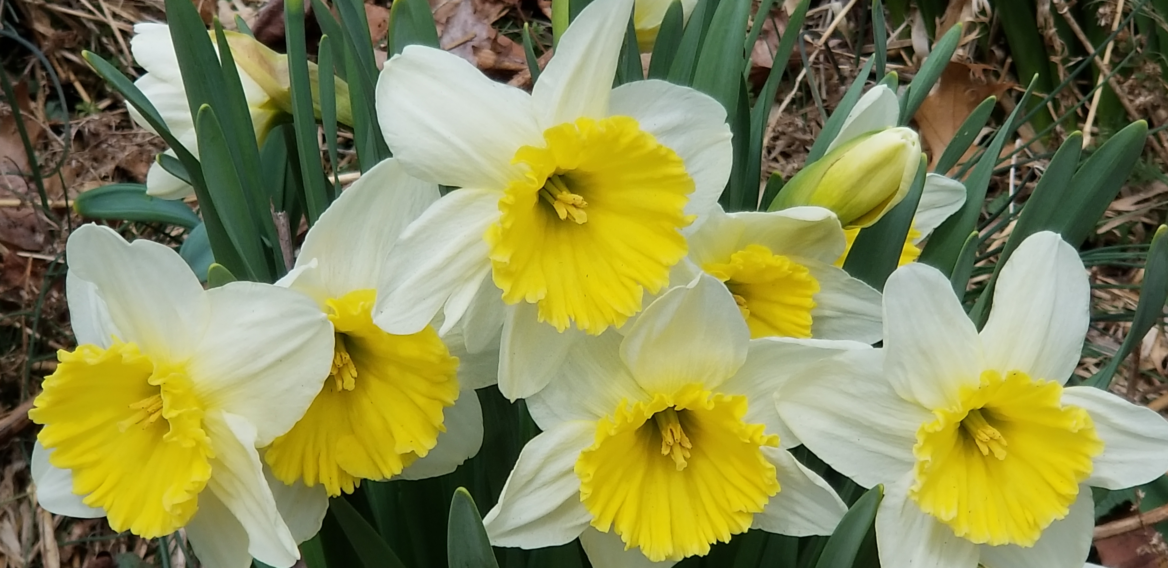 Peak Spring Blooming Watch - Daffodils - Cherry Blossoms, etc